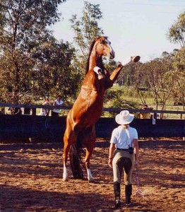 Movie horse