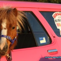 Miniature Pony fun